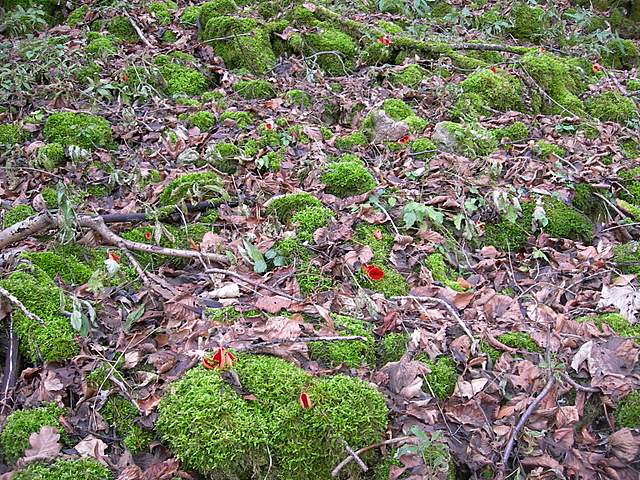 Nel  Regno  della  Jurana